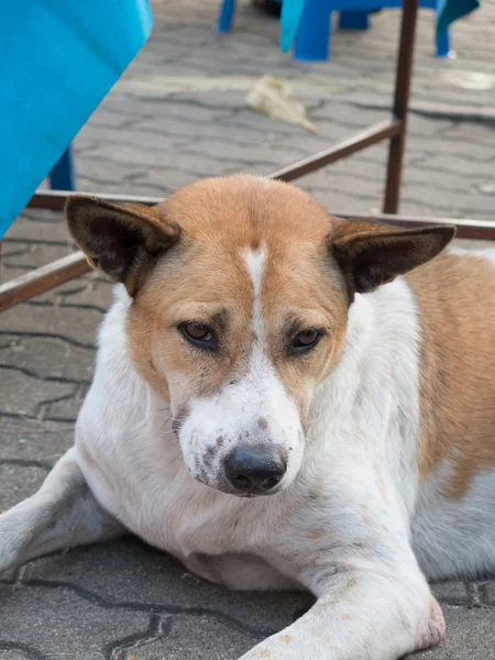 Hund på golvet — Stockfoto