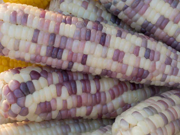 Corn — Stock Photo, Image