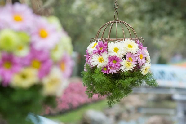 Hanging flower basket — Stock Photo, Image