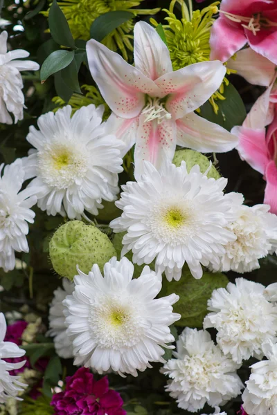 Flower — Stock Photo, Image