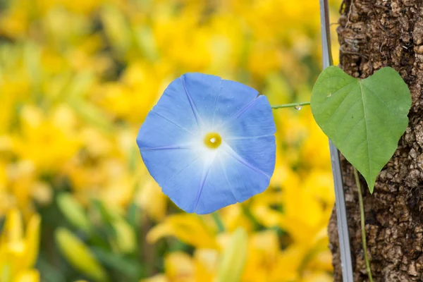 Flor — Foto de Stock