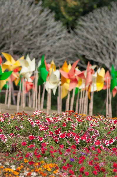 Flower — Stock Photo, Image