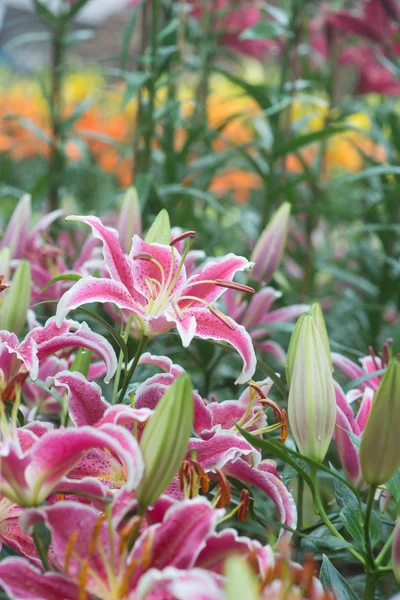 Flor — Fotografia de Stock