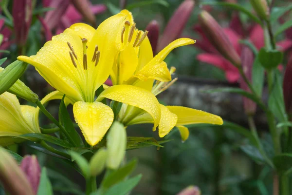 Flower — Stock Photo, Image