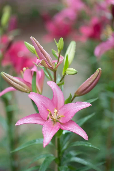 Flower — Stock Photo, Image