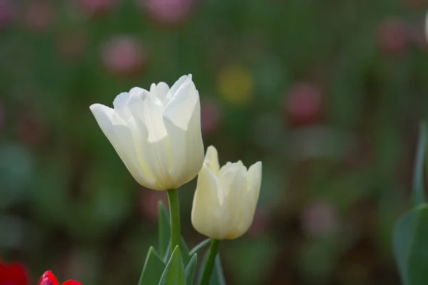 Tulip — стокове фото