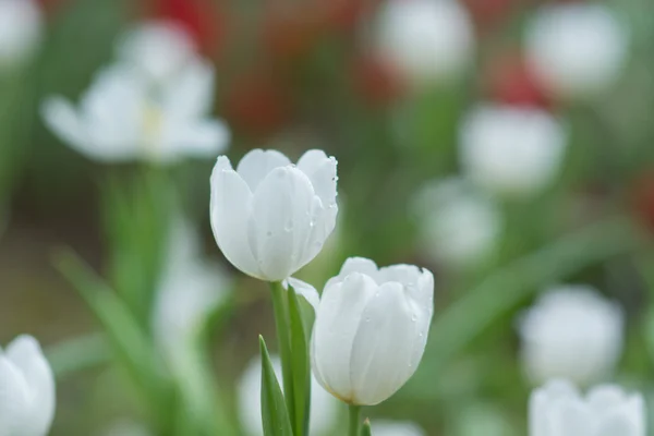 Tulipán —  Fotos de Stock