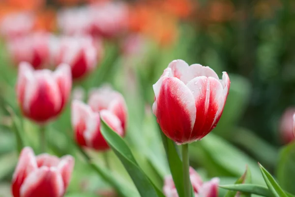 Tulipa — Fotografia de Stock