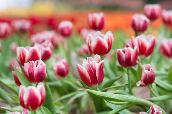 Tulipán — Foto de Stock