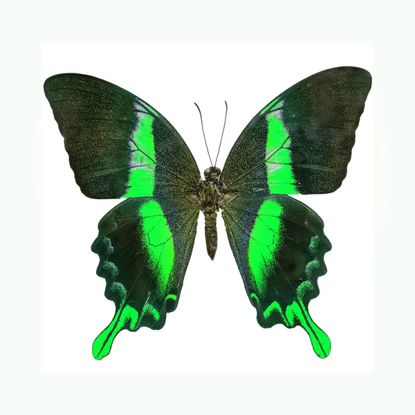 Schmetterling — Stockfoto