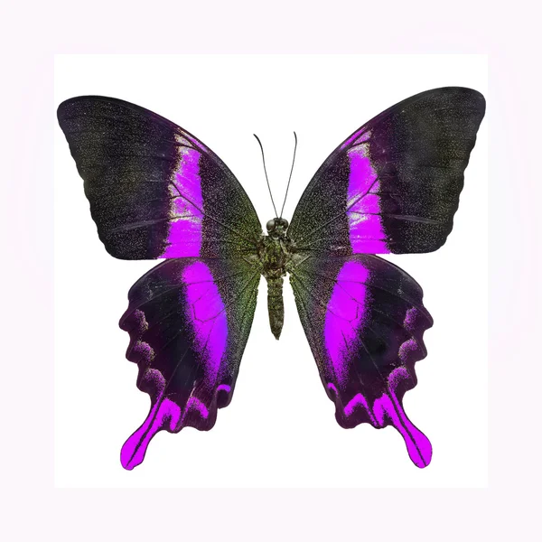 Papillon — Photo