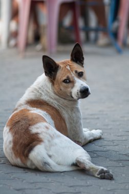 Köpek..