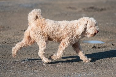 Köpek..