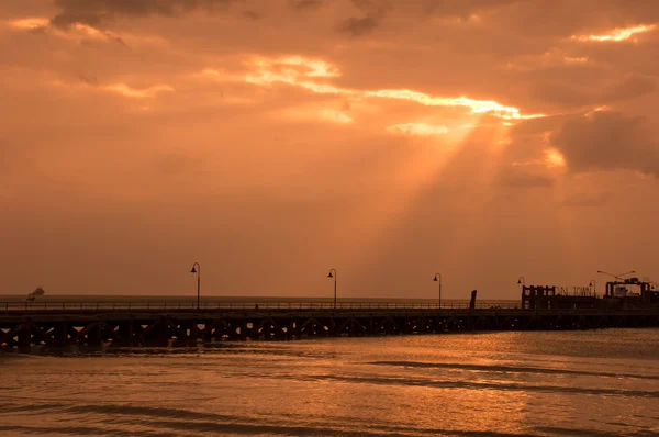 Passera di mare — Foto Stock