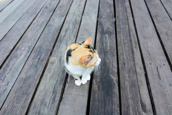 Cat on wood floor — Stock Photo, Image