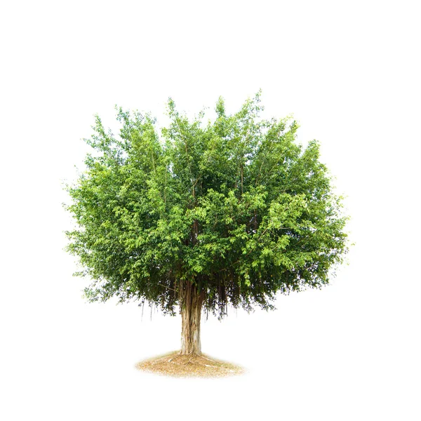 Big tree — Stock Photo, Image