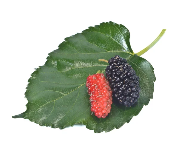 Mulberry — Stock Photo, Image