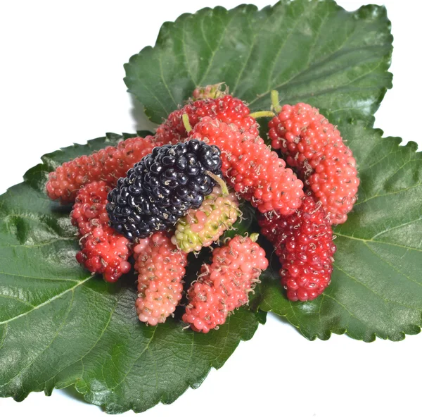 Mulberry — Stock Photo, Image