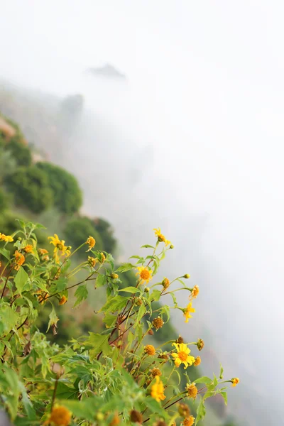 Flores amarillas — Foto de Stock