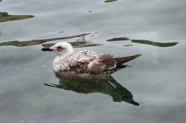 kayan sea gull