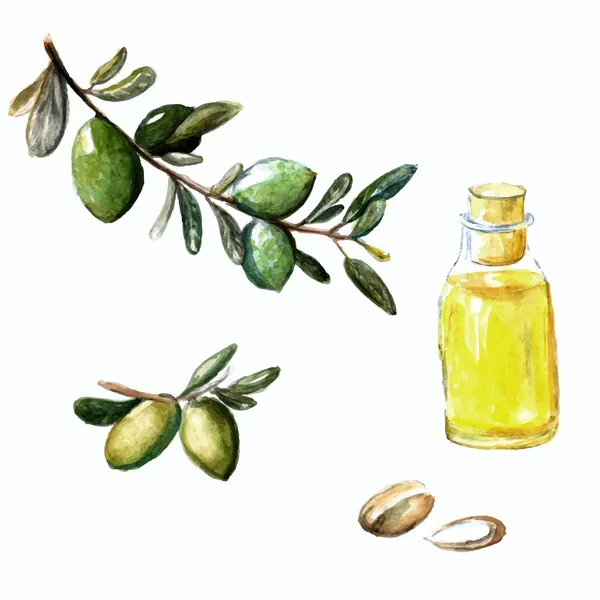 Ilustração em vetor Aquarela do óleo de argan brunch, frutas, nozes e cosméticos na garrafa pequena. — Vetor de Stock