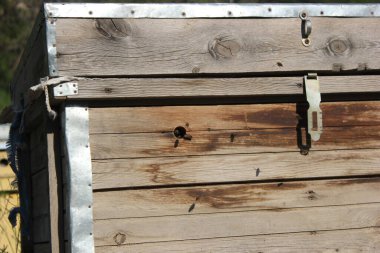 Arılar eski kovan girişinde. Arılar bal koleksiyonundan sarı kovanlara dönüyorlar. Girişte arılar var. Arılar bal akışından sonra arı kovanına geri dönerler. Boşluğu kopyala