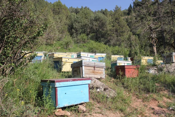 Bienen Eingang Zum Alten Bienenstock Bienen Kehren Von Der Honigsammlung — Stockfoto