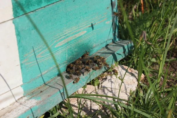 Bees Old Hive Entrance Bees Returning Honey Collection Yellow Hive — 스톡 사진