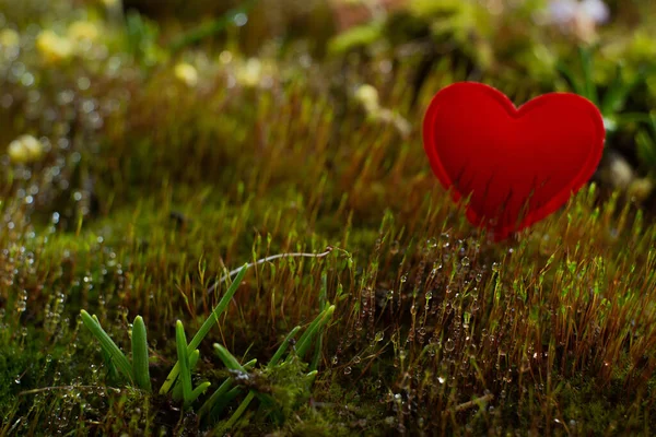 The heart on the moss is red. Against the backdrop of nature — Stock Photo, Image