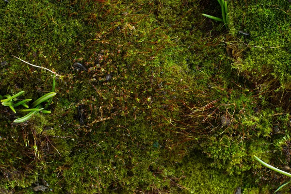 水滴とマクロ苔。テクスチャ — ストック写真