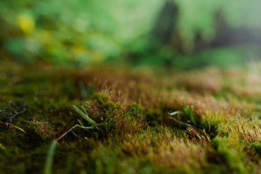 Su damlalı makro yosun. Doku.