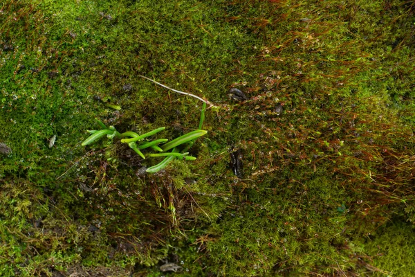 Macro Moss Water Drops Texture — Stock Photo, Image