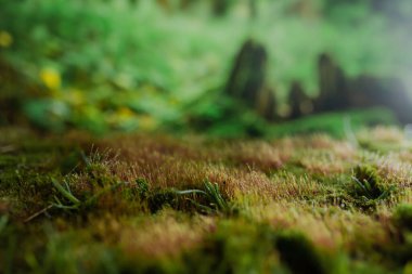 Su damlalı makro yosun. Doku.