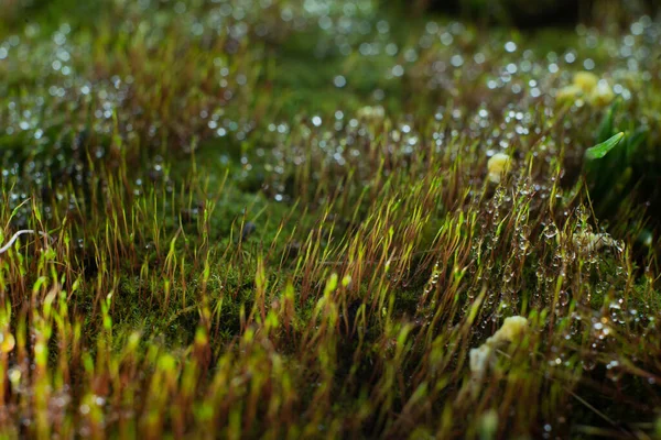 水滴とマクロ苔 テクスチャ — ストック写真