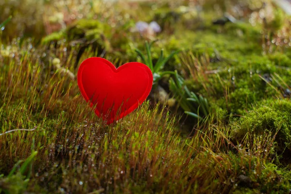 Heart Moss Red Backdrop Nature — Stock Photo, Image