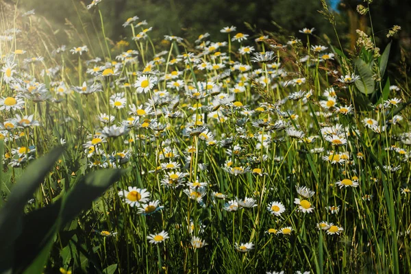 Yaz güneşli bir gün. Çayırlık bir alanda Ukrayna manzarası