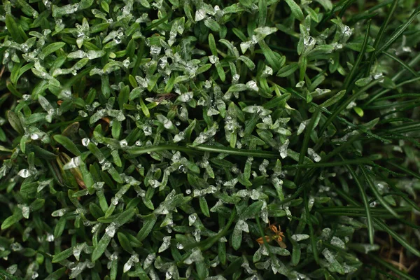 Green Wet Moss Macro Blurred Background — Stockfoto