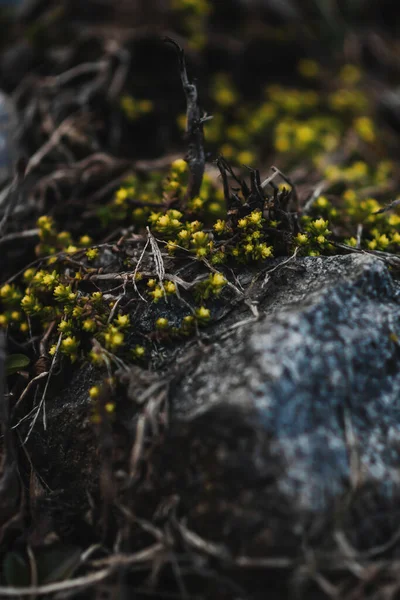 Green Wet Moss Macro Blurred Background — Stok fotoğraf