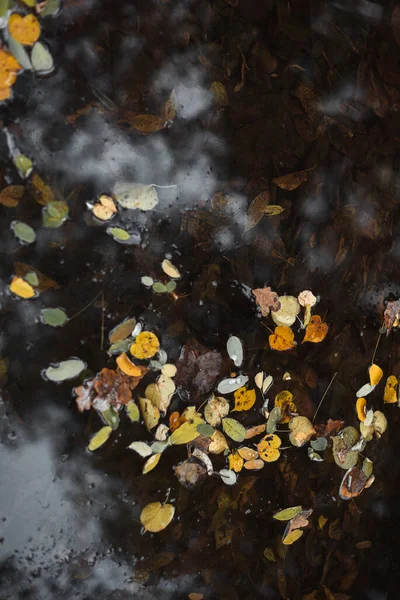 Gölette sonbahar yaprakları. Sonbahar konsepti..