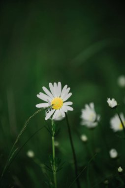 Yağmurdan sonra bir tarlada açan papatyalar.