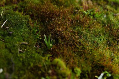 Su damlalı makro yosun. Doku.