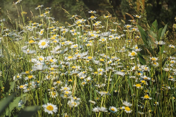 Yaz güneşli bir gün. Çayırlık bir alanda Ukrayna manzarası.