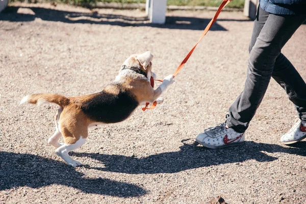 Beagle Juega Con Propietario Una Carrera Día Soleado Verano Parque —  Fotos de Stock