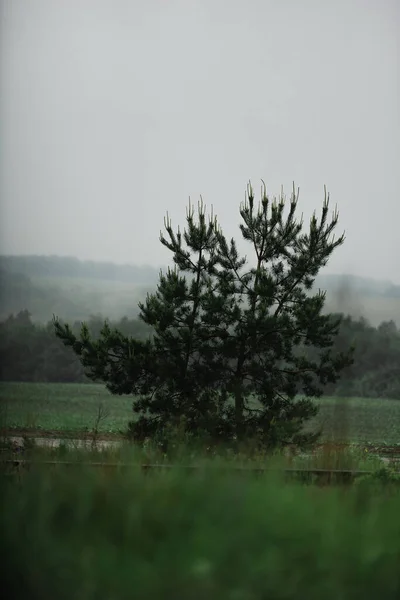 街の外の雨の後の夏の風景 — ストック写真