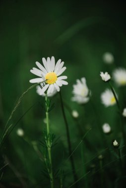 Yağmurdan sonra bir tarlada açan papatyalar.