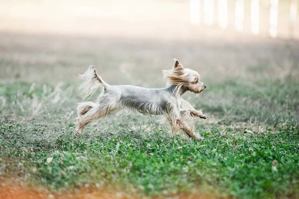Australian Terrier Agility Dog Show Competition — ストック写真