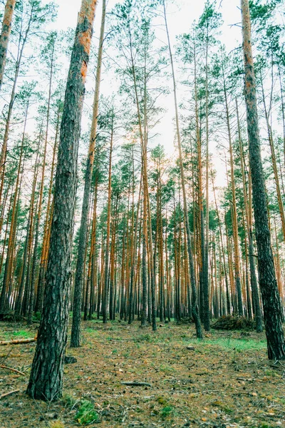 Сосний Ліс Літній Сонячний День Центральна Україна — стокове фото