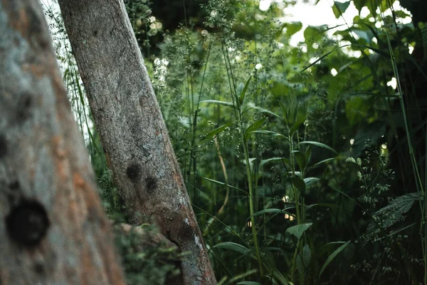Старі Дерев Яні Сходи Селі Саду — стокове фото