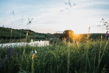 Yaz güneşli akşamları, tarla bitkileriyle birlikte göletin yanında. Ukrayna