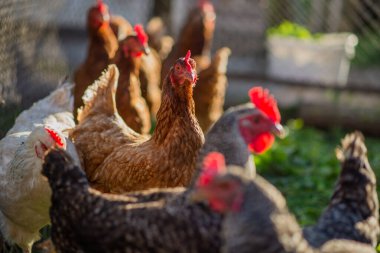 Batan güneşin ışınlarında arka planı bulanık bir çiftlikteki tavuklar.